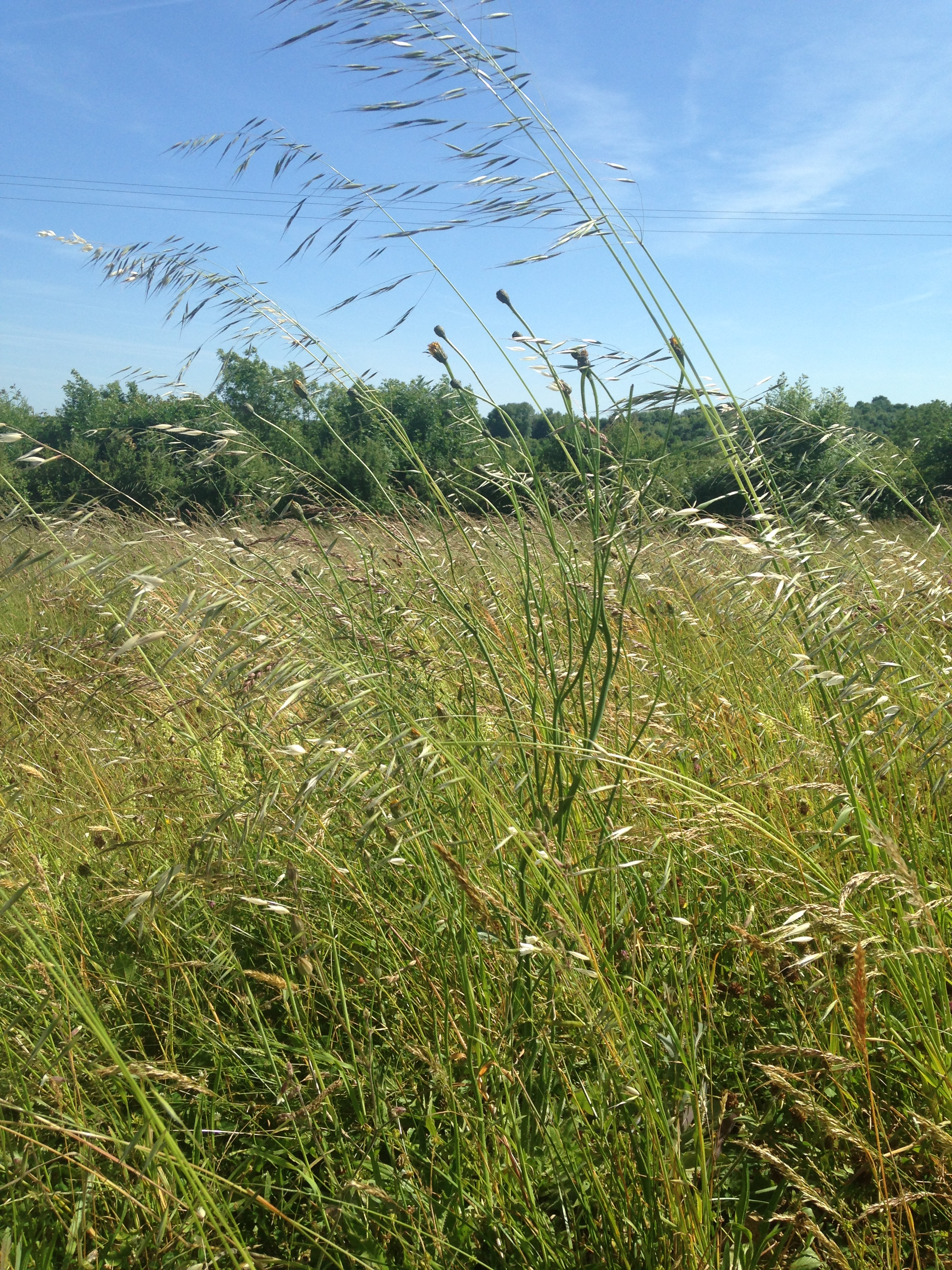 terrain constructible près de Bessines 